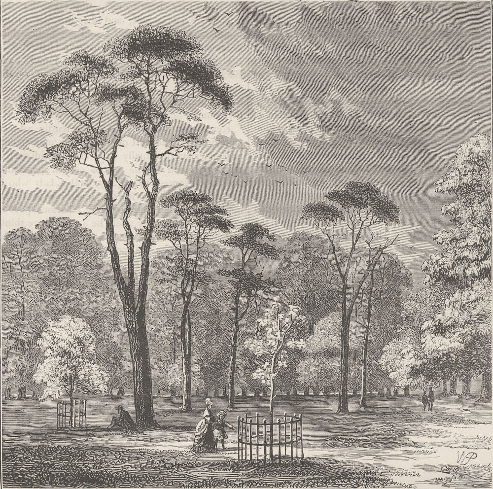 KENSINGTON PALACE. The Scotch firs, Kensington Gardens. London c1880 old print